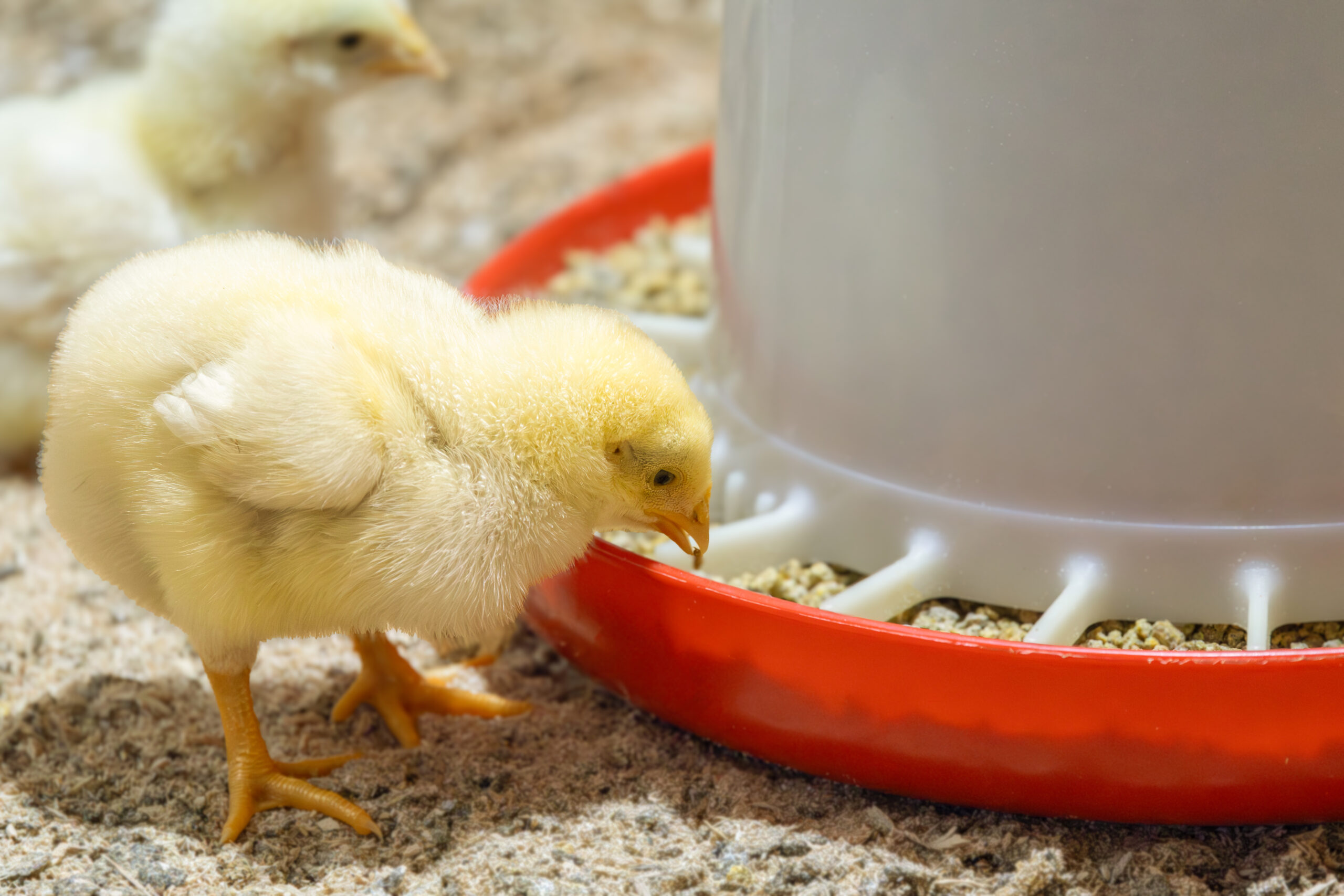 Yellow chick eating from a red and white feeder, with another chick in the background